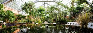 pond surrounded by multiple plants in a large glass greenhouse at matthaei conservatory