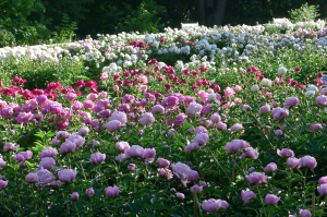 Close-up image of peonies of varying shades of pink and white.