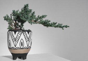 Houseplant and bonsai in a decorative pot.