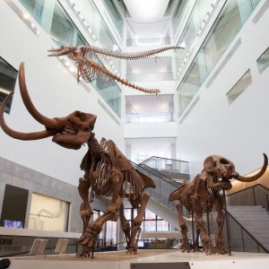Mastadon skeletons in museum