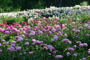 Image of pink and white peonies.