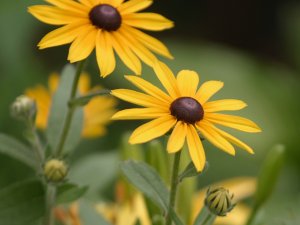 Closeup of black-eyed Susan flower, a plant native to Michigan and the Great Lakes region. The flower has yellow petals and a brown-black center.