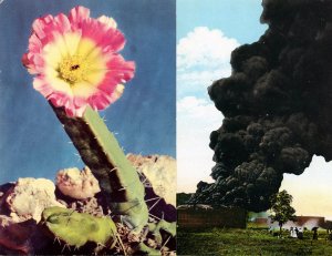 Side by side collaged images show a cactus with a flower on the left, and billowing black smoke above a house on the right