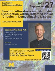 Synaptic Alterations and Microglial Dysfunction within Inflamed Visual Circuits in Demyelinating Disease