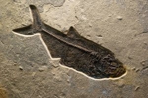 a skeletal fish imprint on a beige background