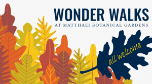 An image showing simple graphics of fall-colored leaves. The main text says "Wonder Walks at Matthaei Botanical Gardens", and a dark blue leaf on the righthand size has yellow text reading "all welcome."