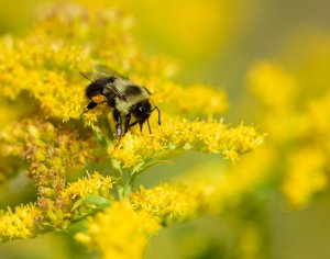 A photo with a bumblebee sitting on a goldenrod flower.