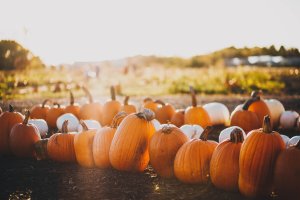 When the lighting is right, and you have your camera with you, you take some pretty pictures of your annual trip to the pumpkin patch in Southeastern Michigan.