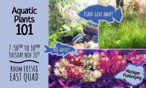 Image Imported from Maize Pages