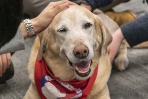 Adorable dog accepting pets.