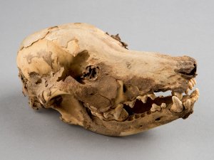 A dog skull.