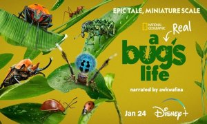 Image Imported from Maize Pages