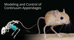 photo of jerboa, a bipedal desert rodent, alongside a graphical model of its skeleton.