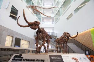 Mastodon Atrium at UMMNH