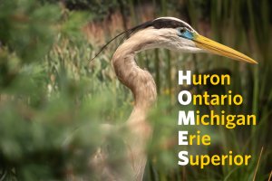 Great blue heron specimen from UMMNH's Exploring Michigan gallery