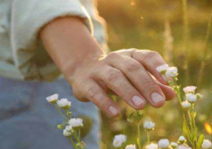 Hand grazes green fields filled with white flowers and sunlight
