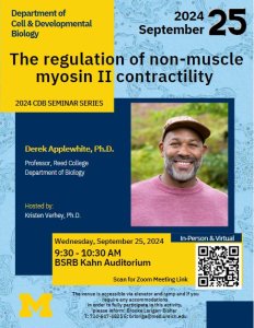 The regulation of non-muscle myosin II contractility