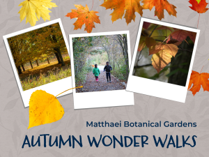 Graphic with three photos: trees with yellow leaves, two children walking through a tree branch tunnel, some colorful fall leaves.  Text reads: Matthaei Botanical Gardens Autumn Wonder Walks