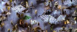 Gray toned photo with many multicolored moths Gray toned photo with many multicolored moths