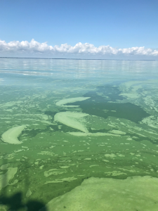 Green scum from a cyanobacterial harmful algal bloom in western Lake Erie.  Photo credit: Colleen Yancey
