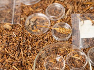 Barley grains and ear from the Kelsey Museum’s botanical collections.