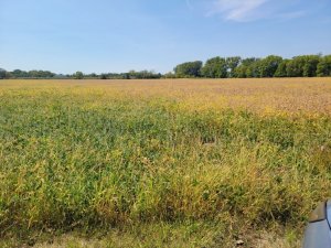 Field of green and brown plant material with a row of trees and blue sky in the background