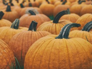 Large pumpkins in field