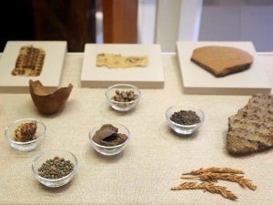 Kelsey Museum display showing food from Karanis, Egypt, including olive pressings, ears of barley, and small jars with seeds. Kelsey Museum display showing food from Karanis, Egypt, including olive pressings, ears of barley, and small jars with seeds.