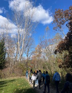 A view of birch trees on a fall day, with several people hiking on a trail A view of birch trees on a fall day, with several people hiking on a trail