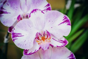 A close up view of an orchid flower, it is mostly light pink with dark pink edges A close up view of an orchid flower, it is mostly light pink with dark pink edges