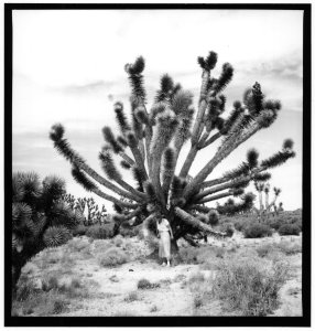 black and white image of Elzada Clove standing in front of large cactus