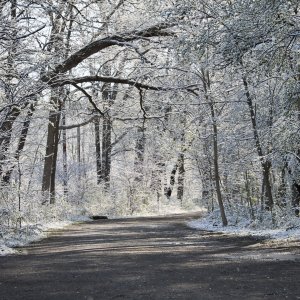 woody path with snow covered trees