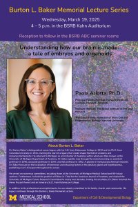 Understanding how our brain is made: a tale of embryos and organoids