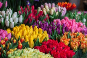 Tulips of various colors Tulips of various colors