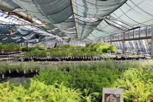 a greenhouse filled with native plants on tables a greenhouse filled with native plants on tables