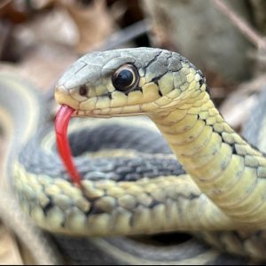 Eastern garter snake with its tongue out Eastern garter snake with its tongue out