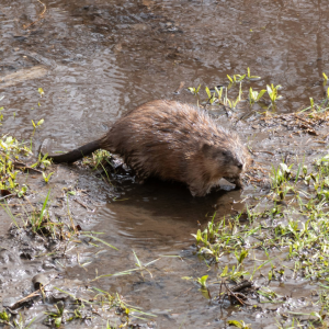 A beaver at the edge of a creek