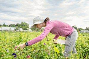 Person in a pink shirt stands in a field of morning glory plants and looks down as they reach out to look at one of the plants