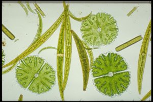 plant cells