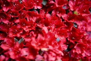 Red flowers