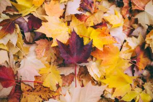 Fall Leaves in a pile