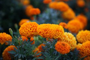 A cluster of marigold flowers, contrasting with the juniper green leaves. A cluster of marigold flowers, contrasting with the juniper green leaves.