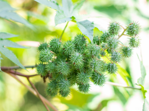 Plant with round spiky ball clusters Plant with round spiky ball clusters