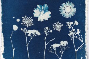 The white outline of flowers on blue paper that resulted from cyanotype printing The white outline of flowers on blue paper that resulted from cyanotype printing