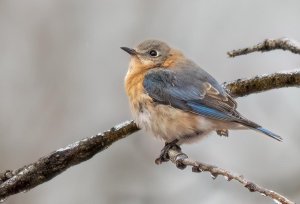 Eastern bluebird rests on an icy branch in Winter Eastern bluebird rests on an icy branch in Winter