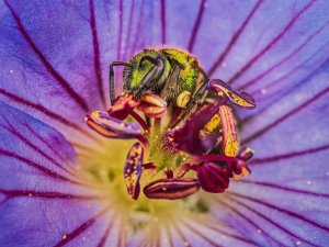 Joseph Ferraro's photograph of a bug pollenating the center of a purple flower Joseph Ferraro's photograph of a bug pollenating the center of a purple flower