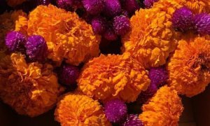 Image Imported from Maize Pages