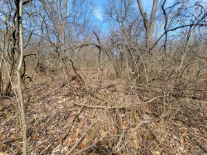 Dense forest floor covered in brown leaves and bare fallen branches. Dense forest floor covered in brown leaves and bare fallen branches.