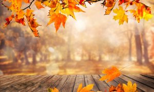 Image Imported from Maize Pages