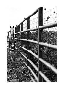 Angled view of a metal fence with a horse behind a gate.